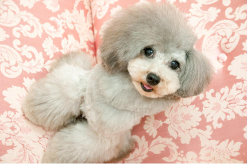 販売中のタイニープードルの親犬